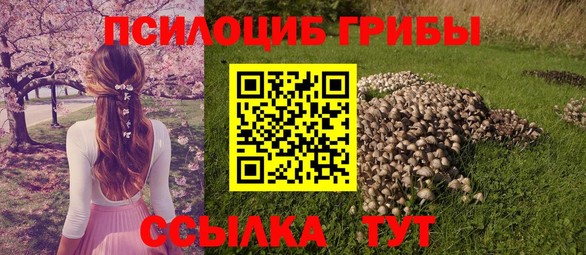 Псилоцибиновые грибы Psilocybine cubensis Заволжье